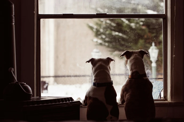 two dogs sit next to each other in front of a window