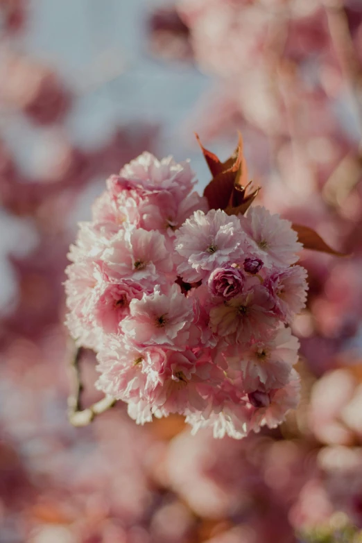 pink and white flowers with green leaves on them