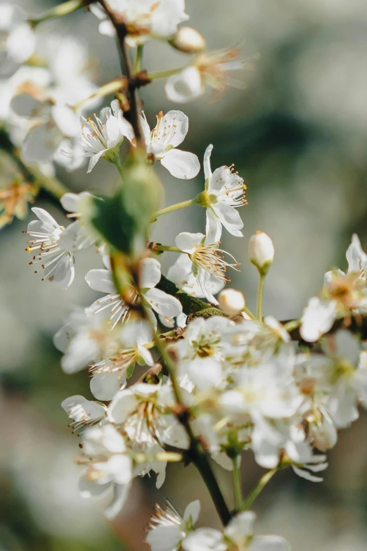 white flowers blooming from a green stem