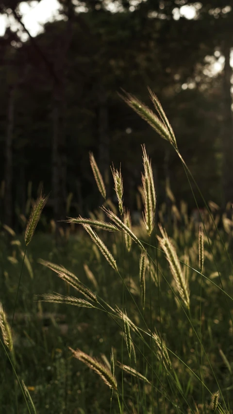 the grass is waving in the breeze outside