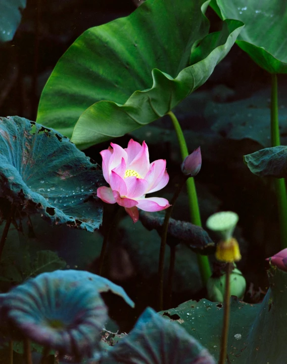 a beautiful pink lotus in a lake near a green plant