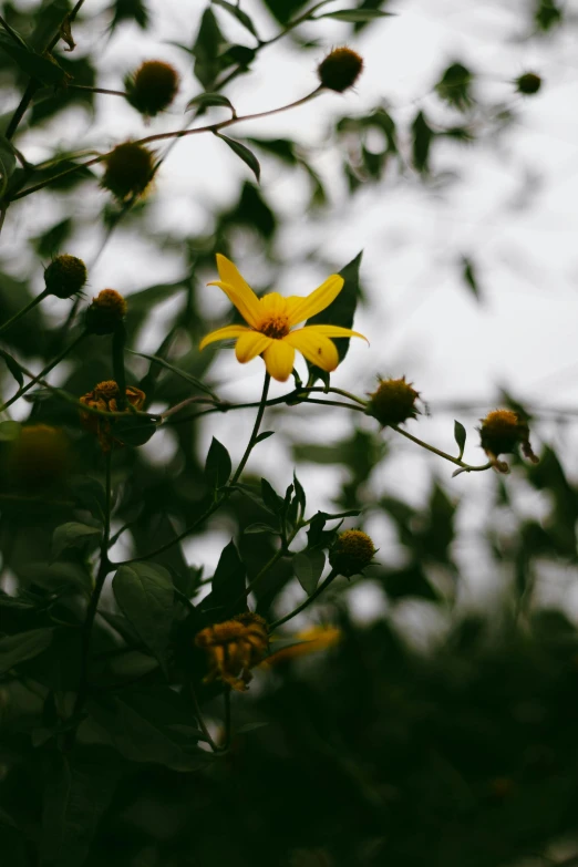 some kind of flower that is growing on the tree