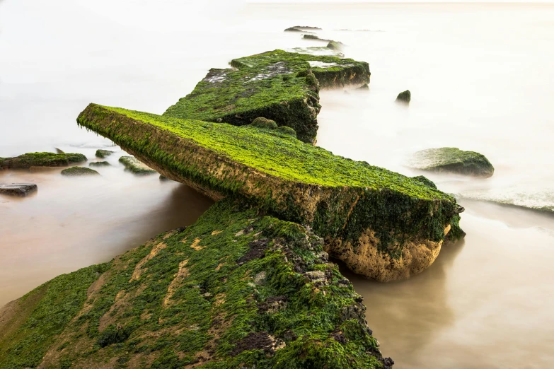 moss covered rocks along a sandy shore line