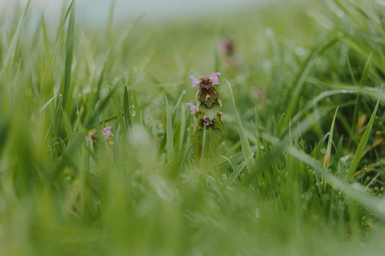 a bunch of tall green grass and some purple flowers