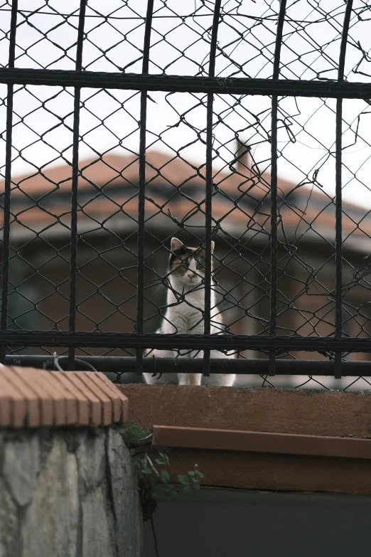 a dog staring behind bars in a cage