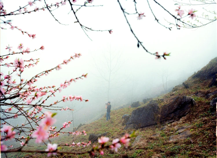 a person walks on the hillside by flowers