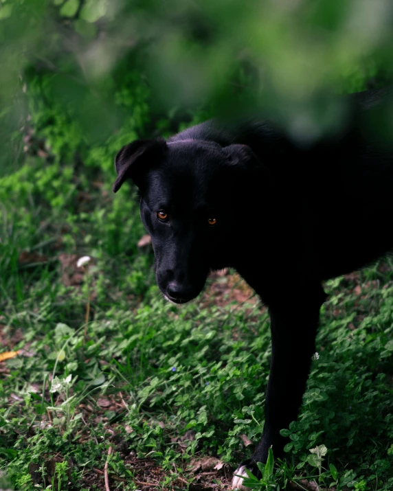 black dog standing near some bushes and flowers