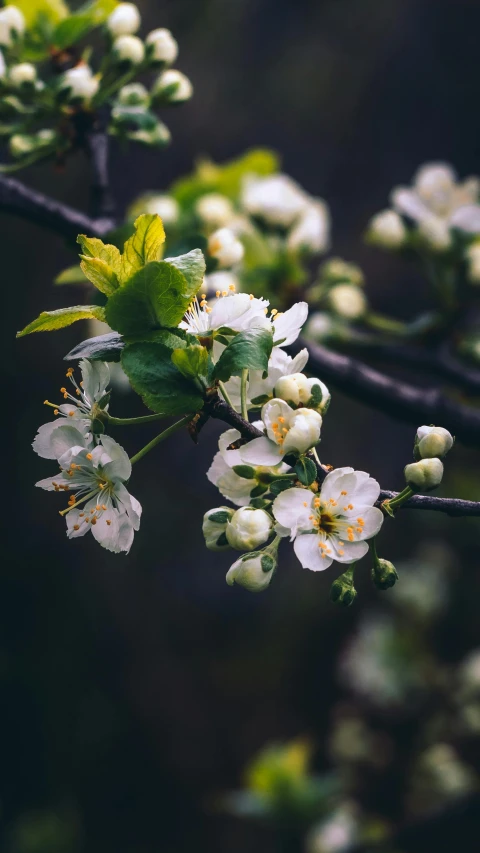 the nches and flowers are white with yellow centers