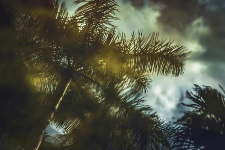 a palm tree is in front of a blue cloudy sky