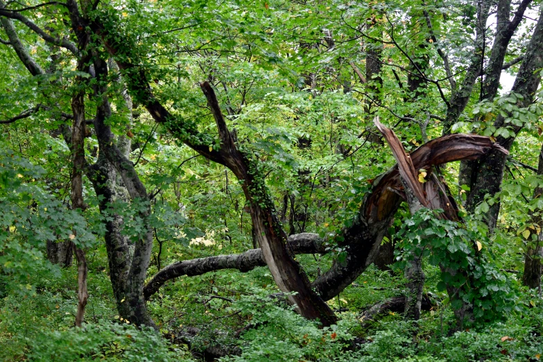 an old tree has fallen on it in a wooded area