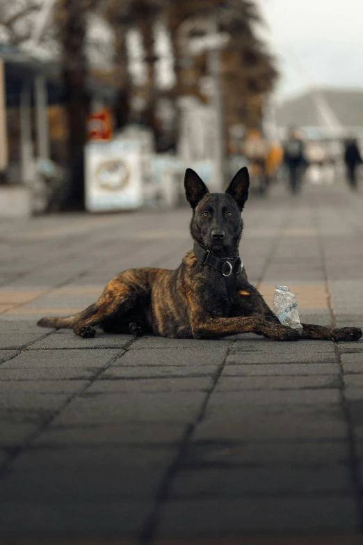 dog lying down in the middle of an empty sidewalk