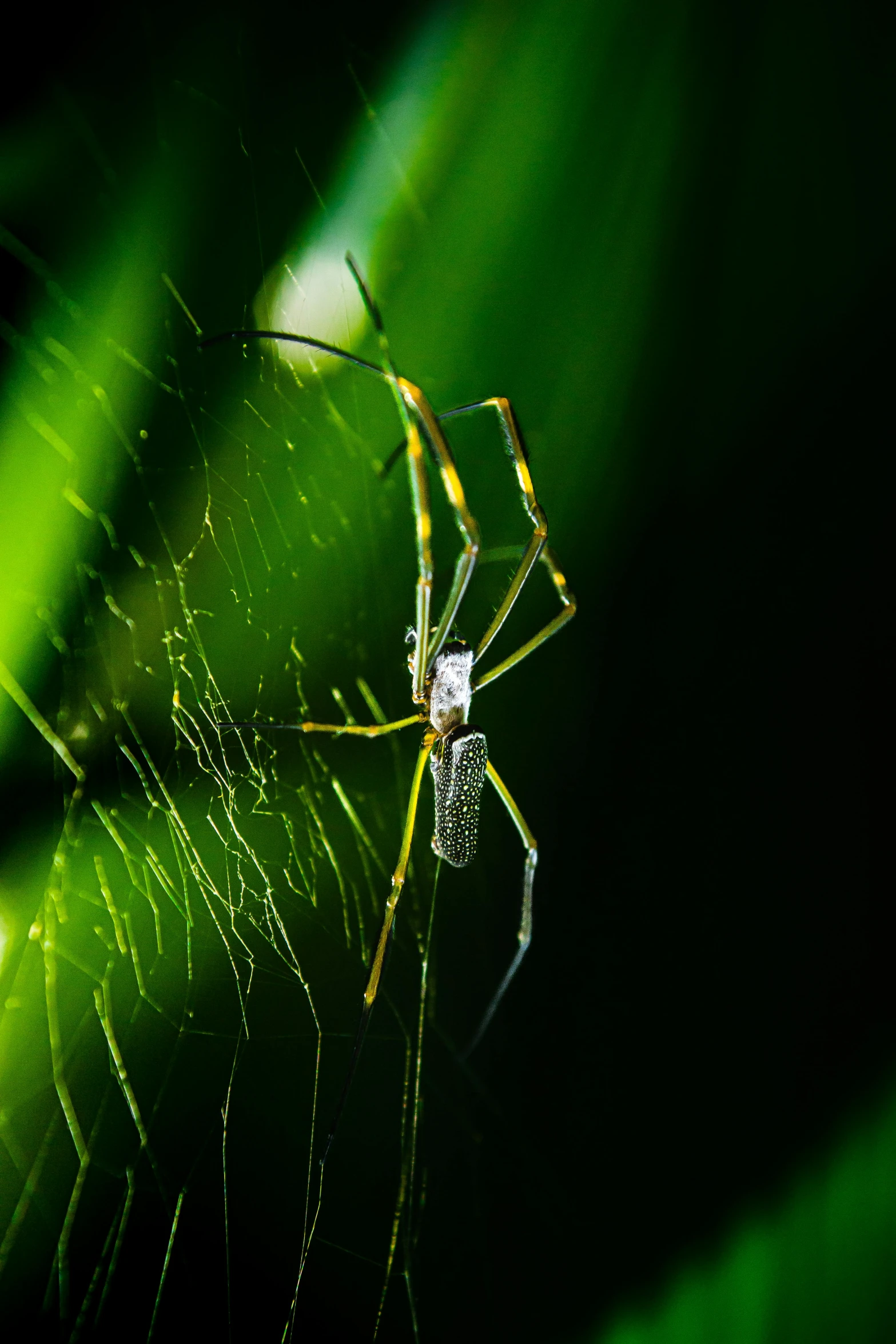 a green spider with white dots sits in the center of a leaf