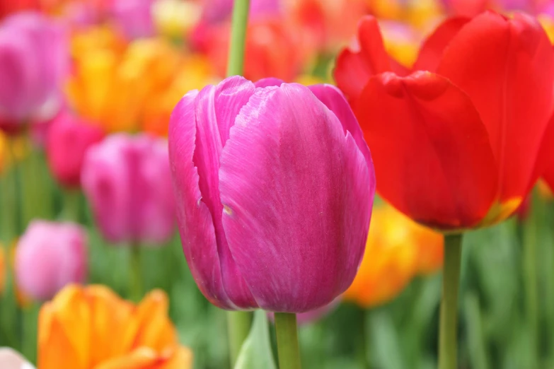 the bright pink flower has large green leaves