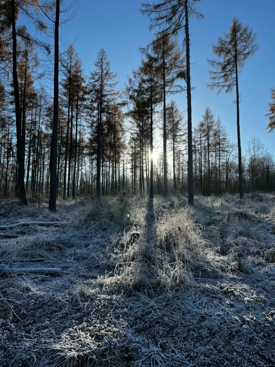 a forest with lots of tall pine trees