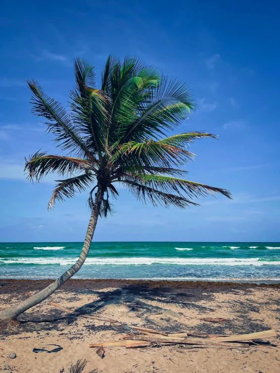 the palm tree on the beach looks like it is leaning down