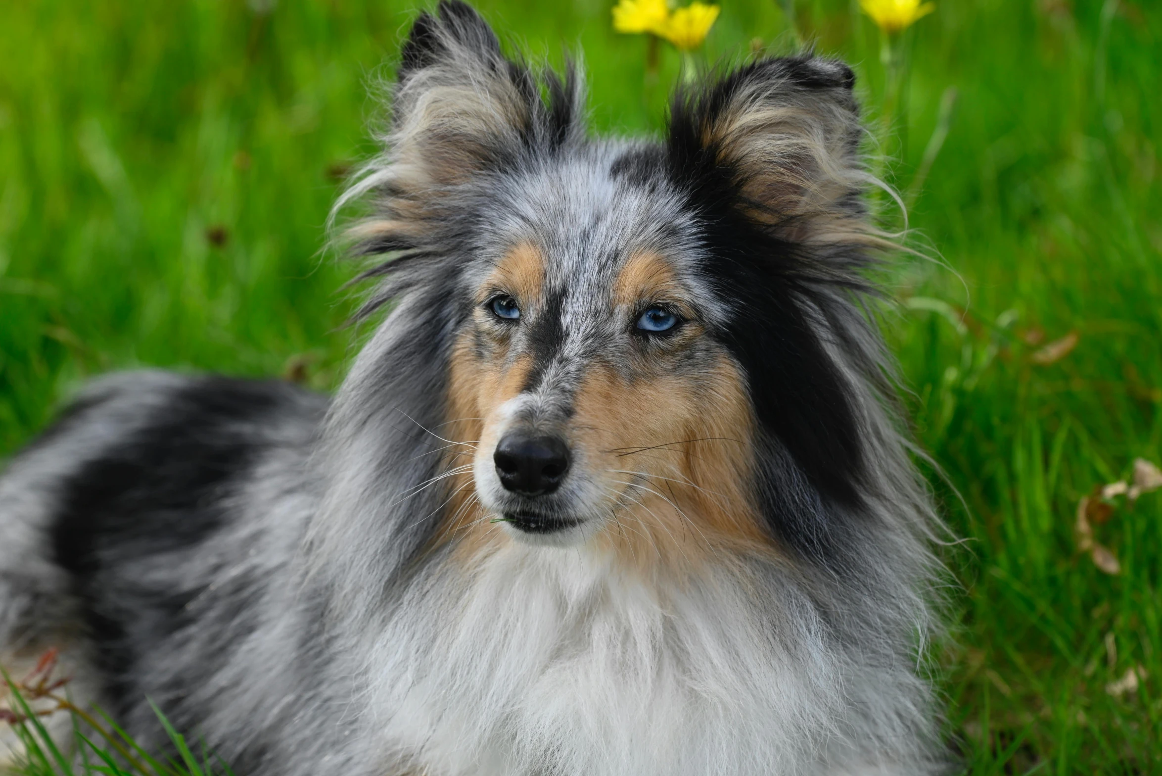 a dog sitting in the grass with yellow flowers