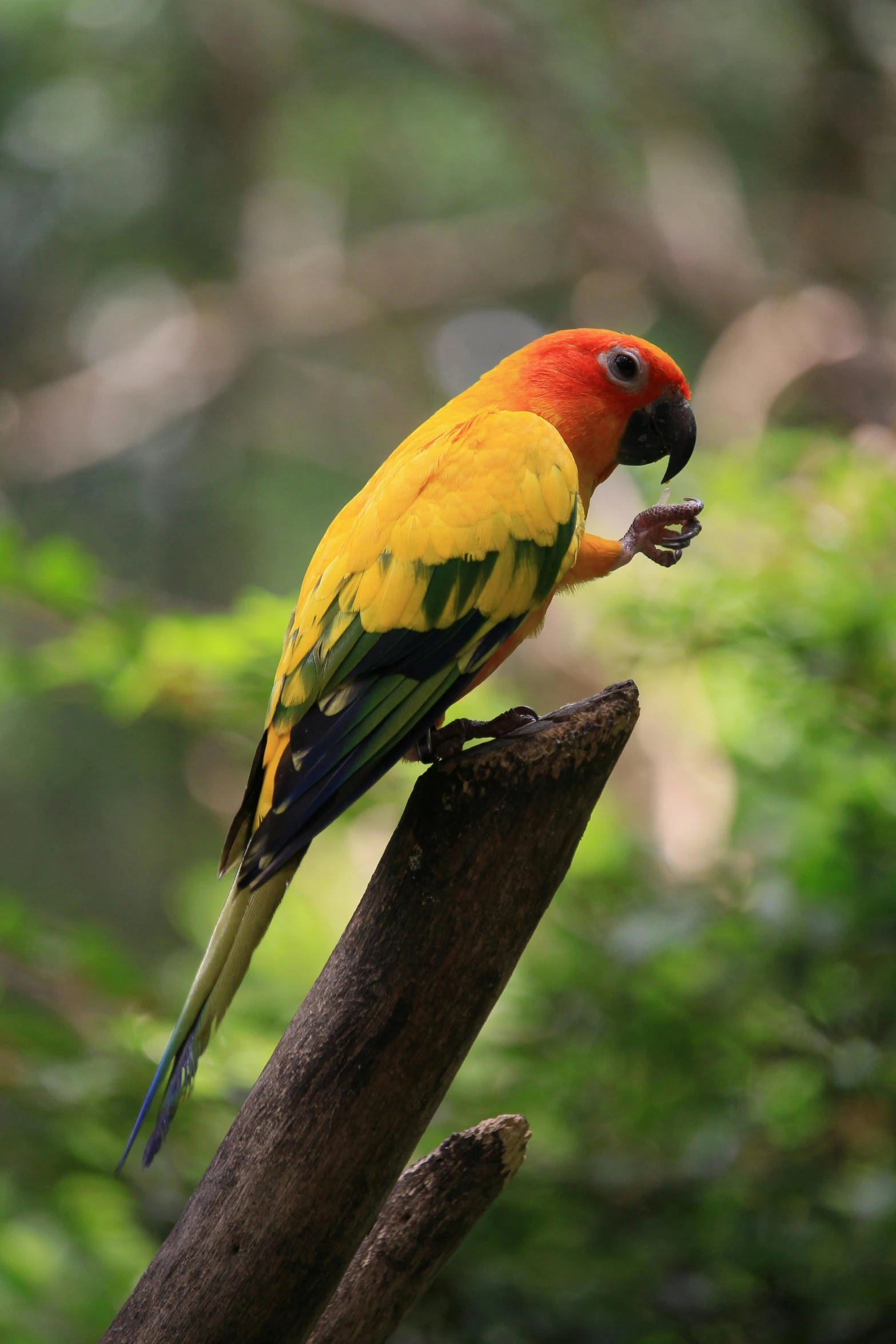 a bird with a peanut in its mouth perches on a nch