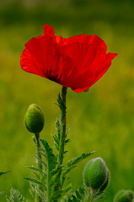 a poppy plant with a single flower sticking out of it