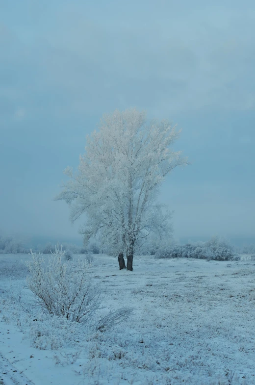 two snow covered trees are standing in the middle of a field