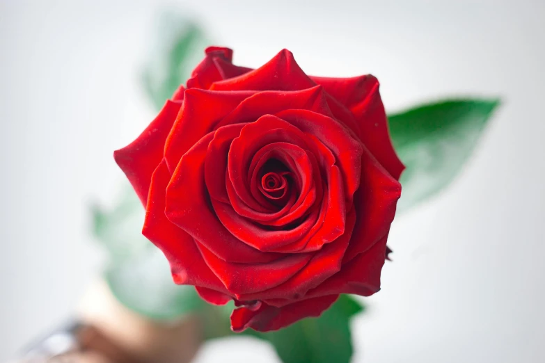 a red rose with leaves and a piece of wood