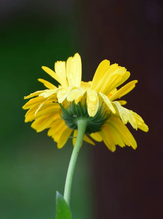 the lone flower that has not blossom yet is on the stem