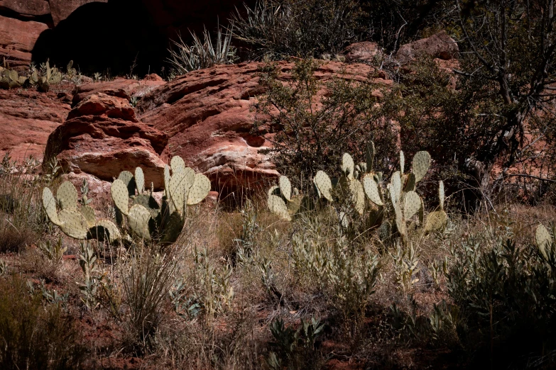 many cacti are in a rocky field