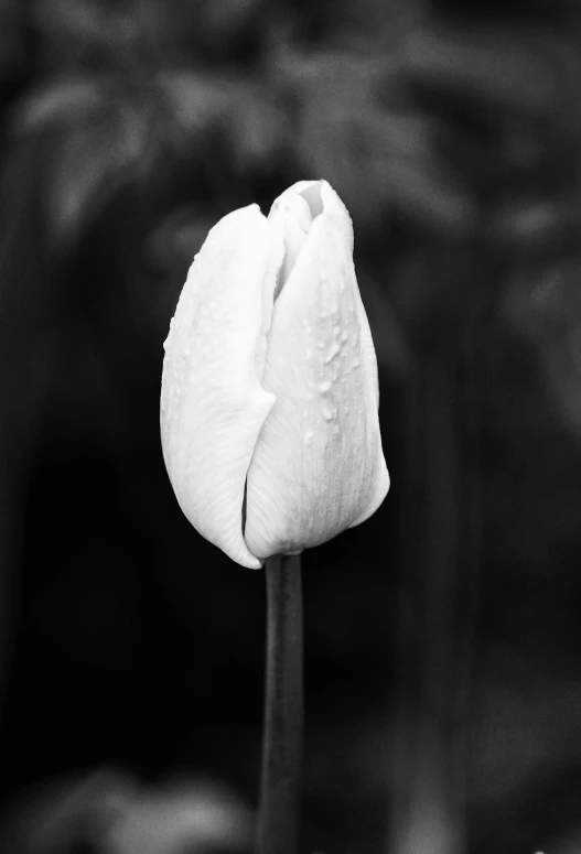 the flower is white with rain drops on it