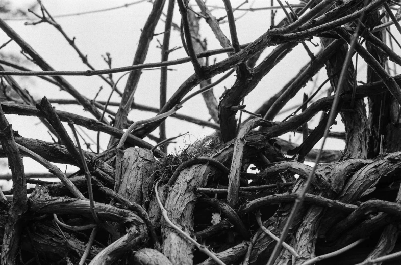 black and white pograph of an apple tree nches