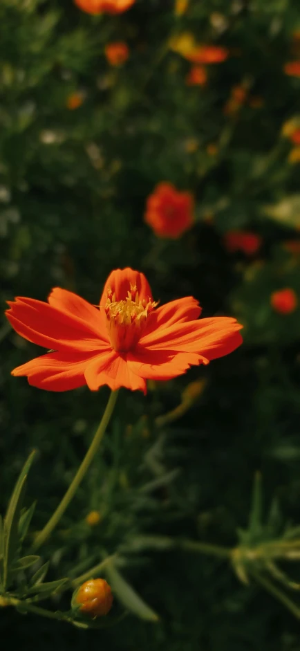 a red flower is growing in the middle of many other flowers