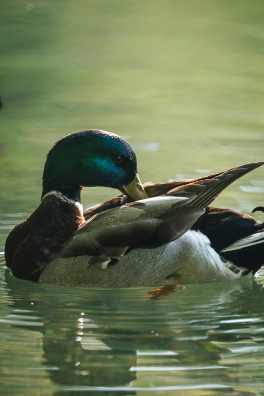 two ducks swimming in water next to each other