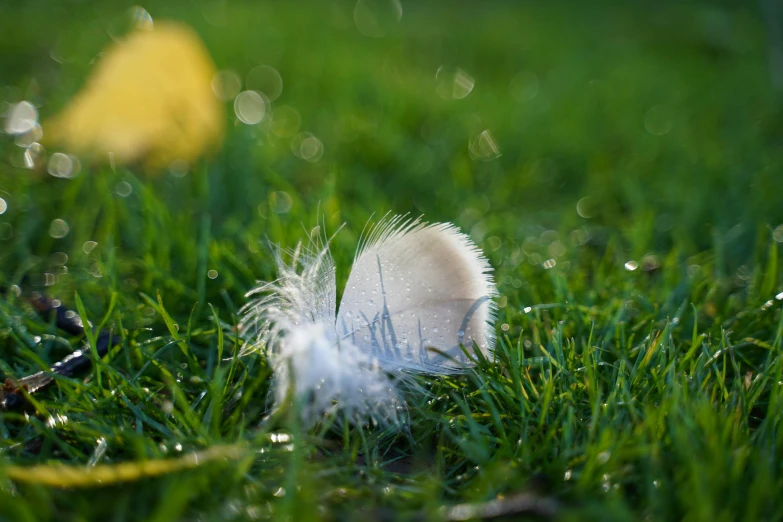 a close up of a feather and leaves in the grass