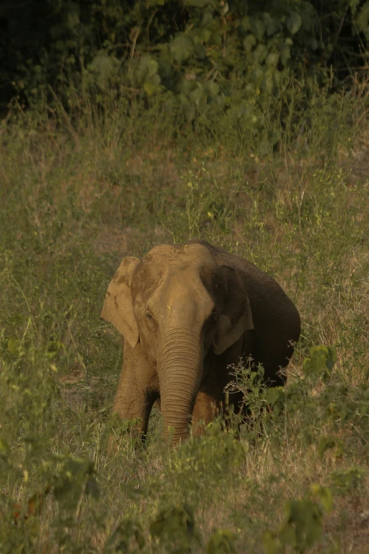 an elephant walking through the grass in front of some bushes