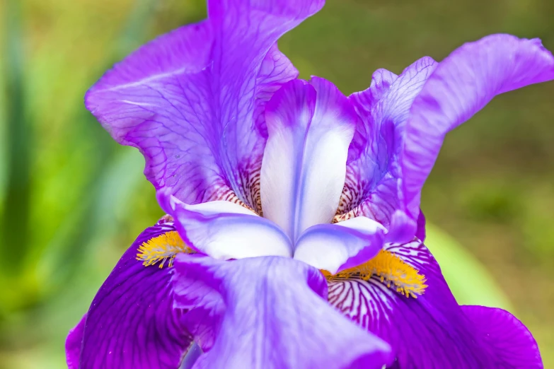 close up of the center section of an orchid