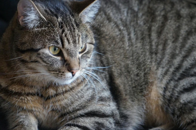 a tabby cat sitting on a chair near the light