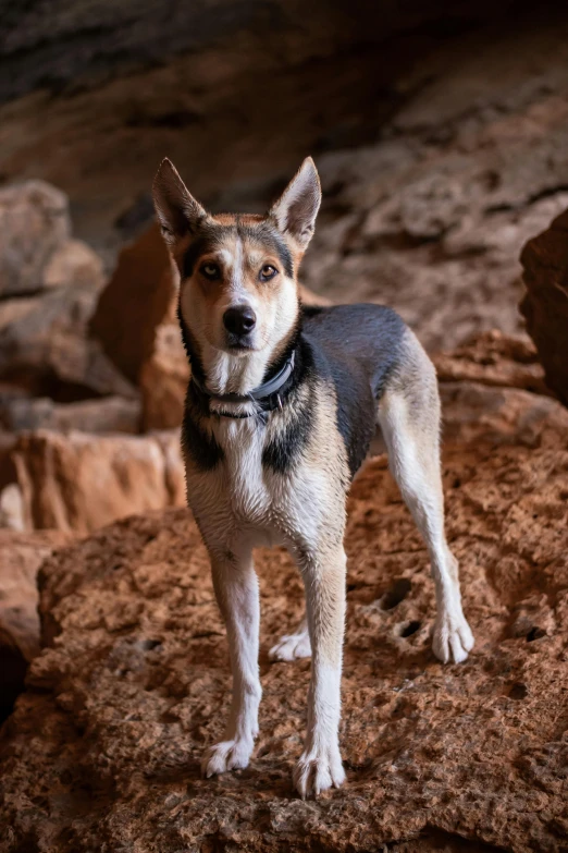 a close up of a dog with a collar