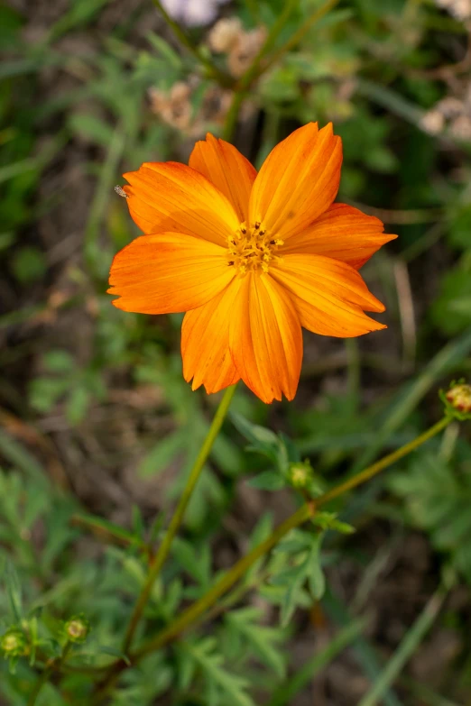 the yellow flower is looking very tiny