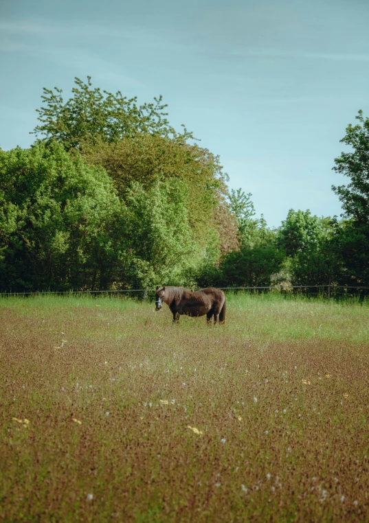 horses eating grass in an open field with trees