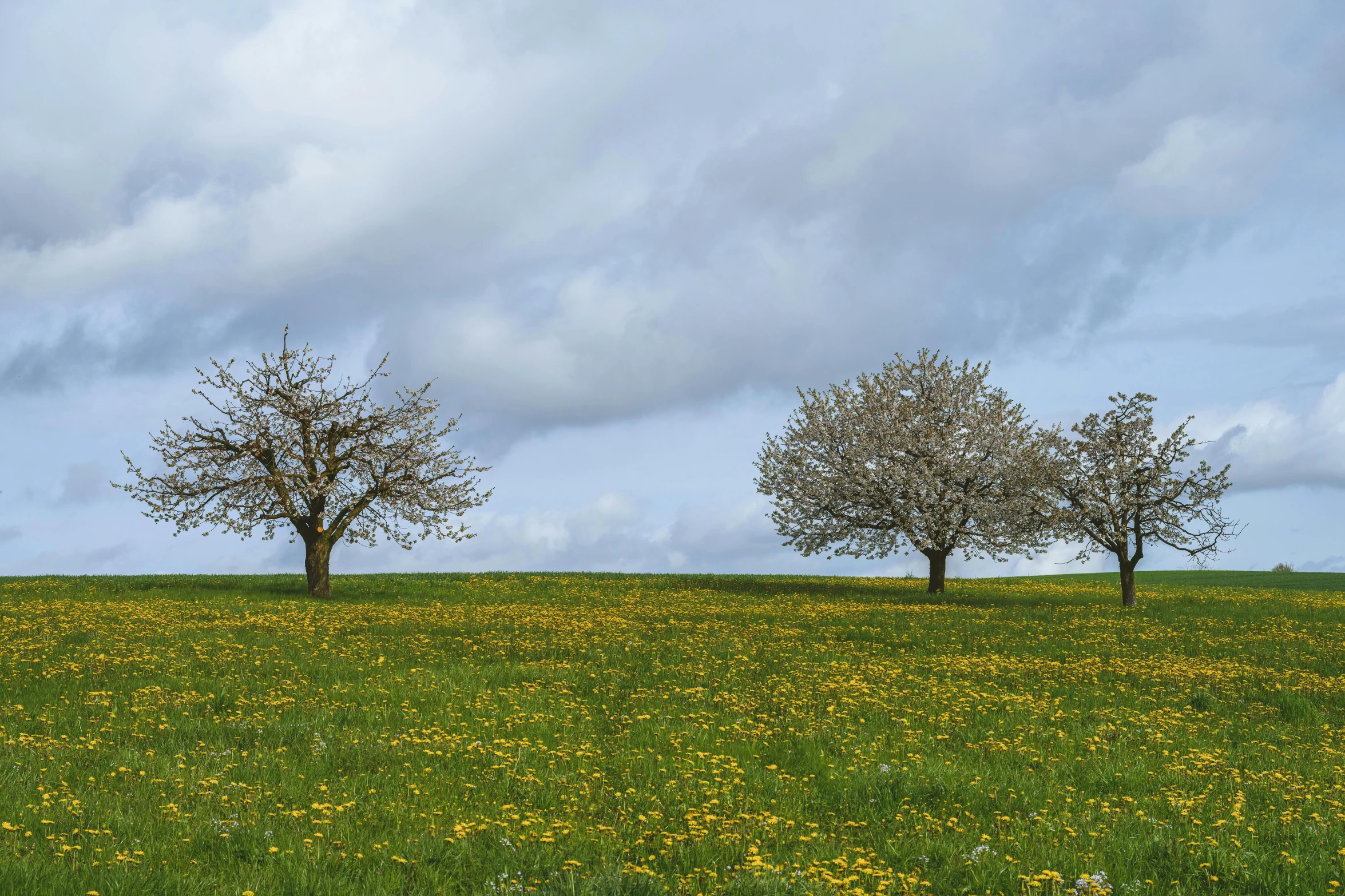 two small trees standing on a grass field