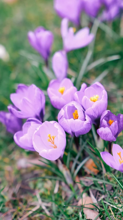 some very pretty flowers growing in the grass