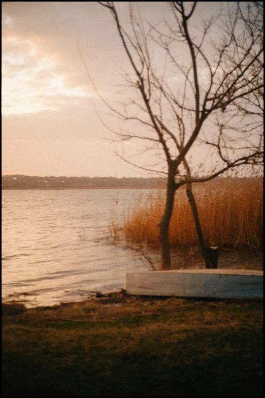 a large body of water with trees in it