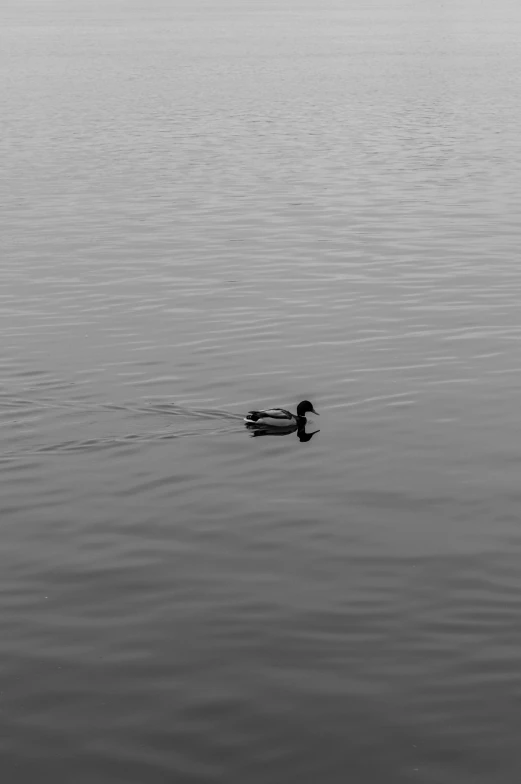 a duck floating in the water on a foggy day