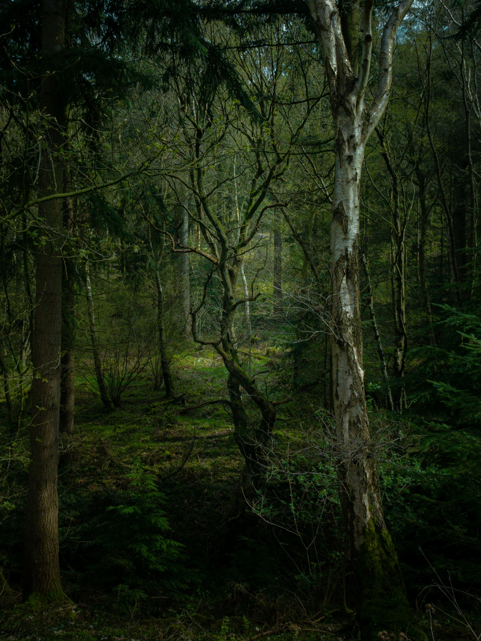 the woods are lush and green at night