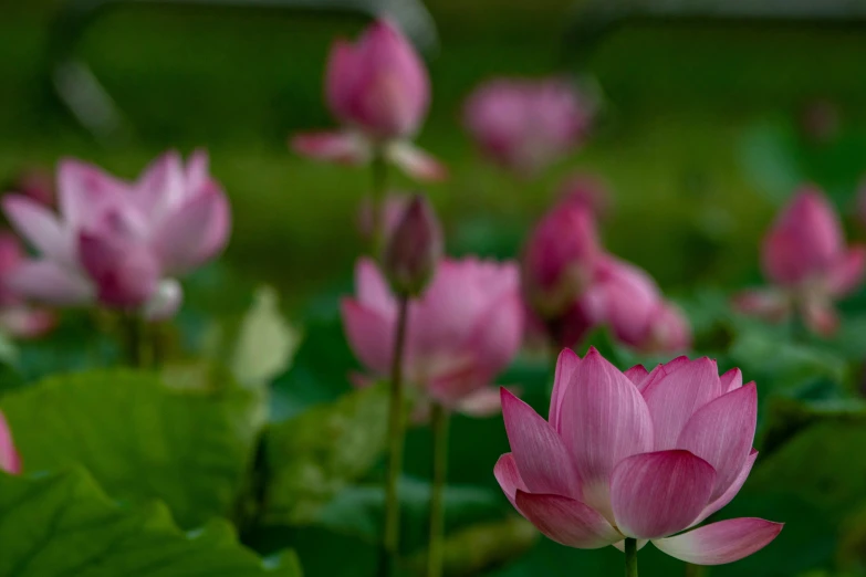 a group of flowers with green leaves in the background