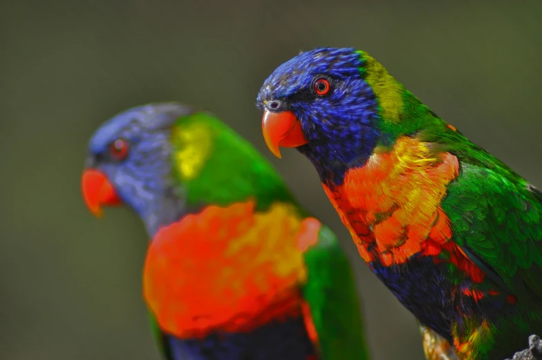 two birds standing next to each other while looking down