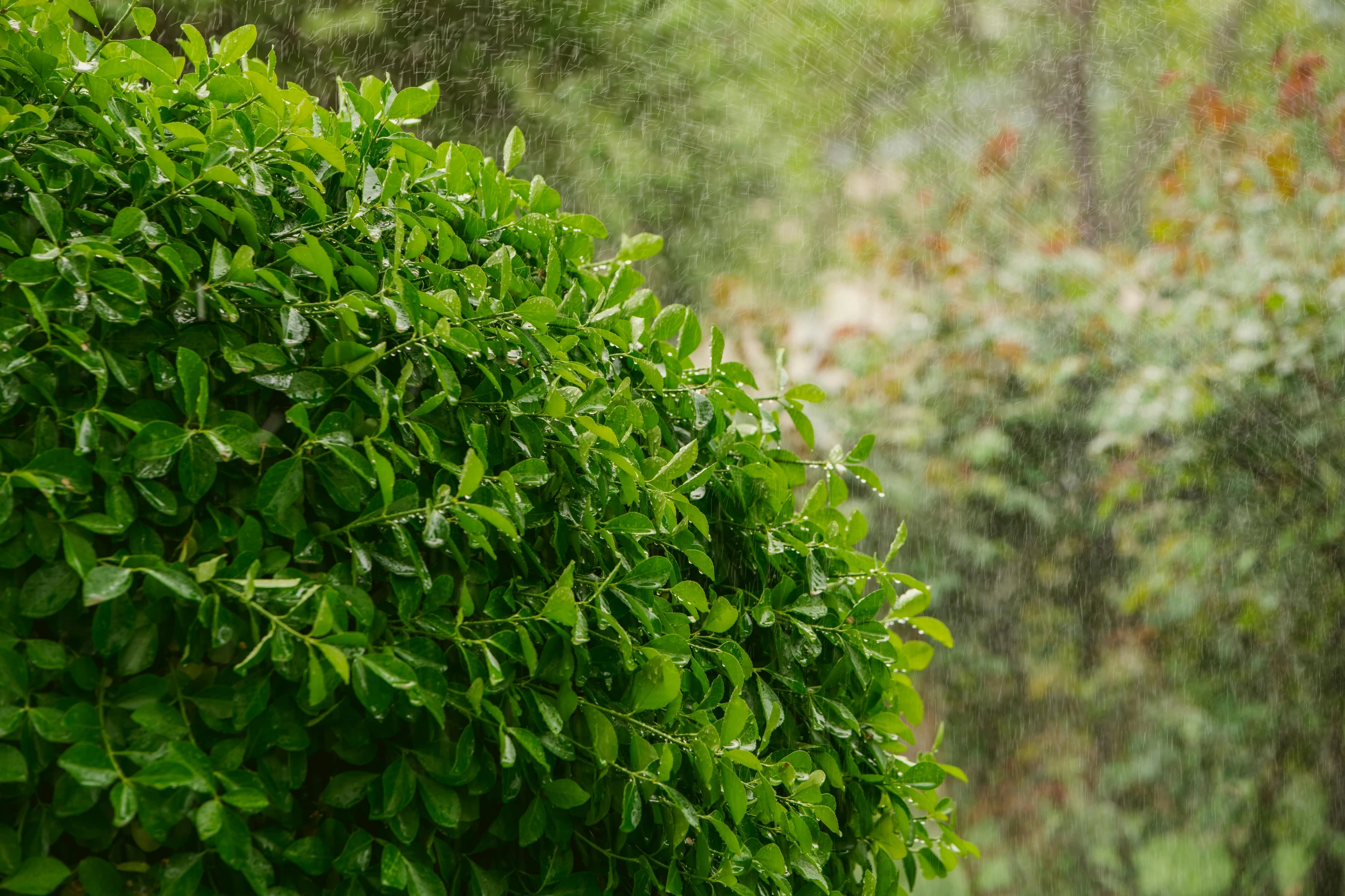 an umbrella opened and it's raining with leaves and trees