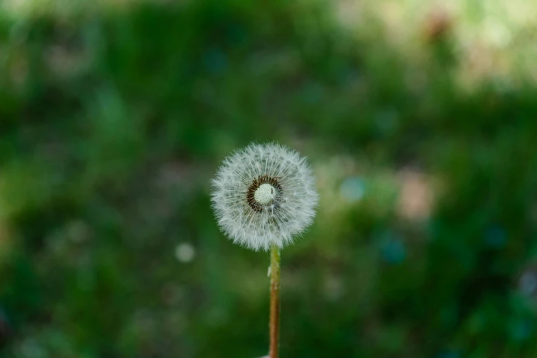 the dandelion is blowing in the wind