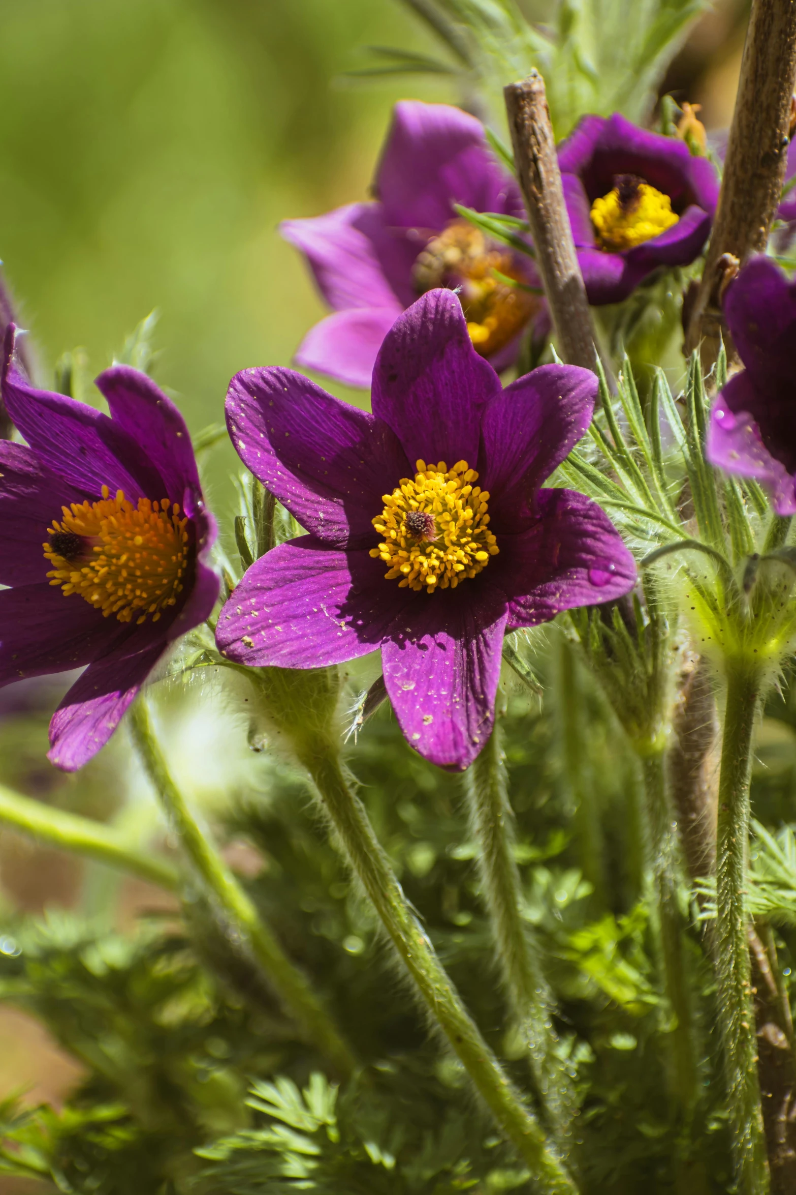 purple flowers with yellow center and green stems