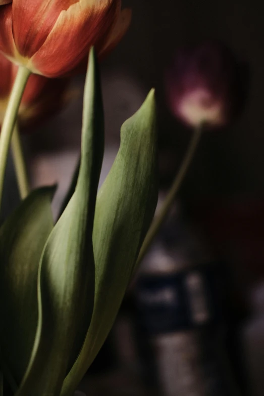 a red flower on a black table