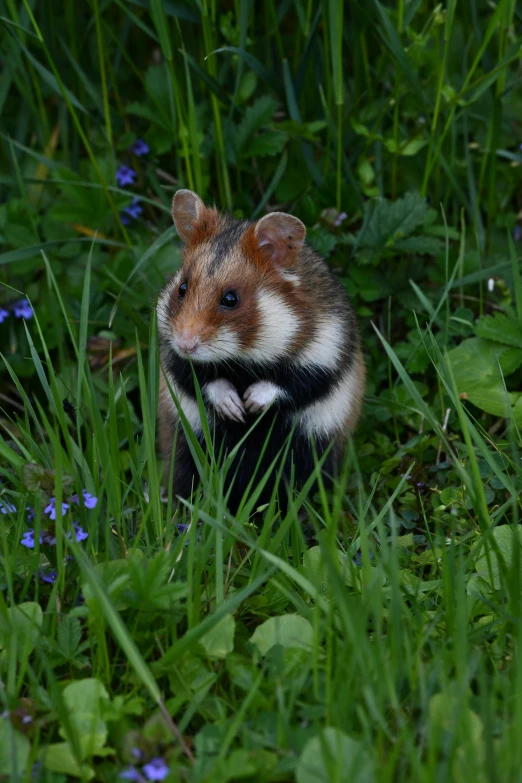 a hamster in the middle of some grass and flowers