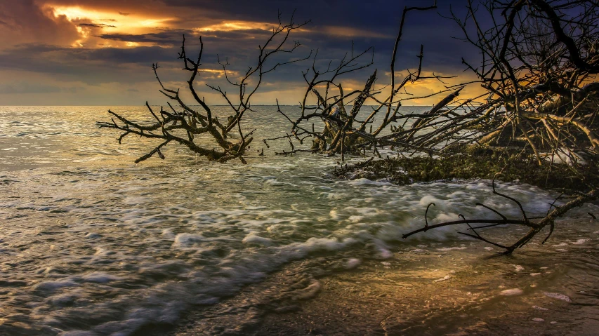 the water on a beach with waves and nches on it